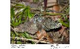 Biston robustus robustus