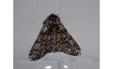 Biston strataria hasegawai