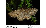 Calicha ornataria ornataria