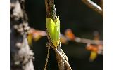 Doratoptera Doratoptera