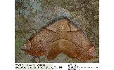 Endropiodes Endropiodes