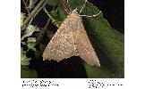 Odontopera arida arida