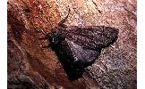 Pachyligia dolosa