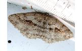 Protalcis concinnata