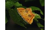 Thinopteryx Thinopteryx