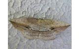 Xyloscia Xyloscia