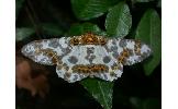 Biston panterinaria sychnospilas