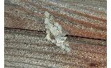 Biston regalis comitata