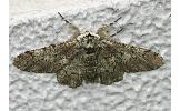 Biston robustus robustus
