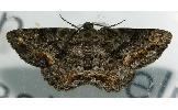 Calicha ornataria ornataria