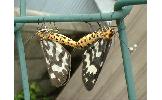 Cystidia Cystidia