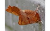 Ennomos nephotropa