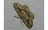 Hirasa paupera