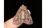 Pachyligia dolosa