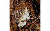 Arichanna Arichanna