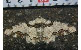 Biston regalis comitata