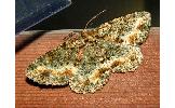 Calicha ornataria ornataria