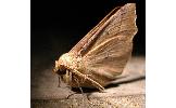 Odontopera arida arida