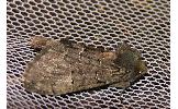 Pachyligia dolosa