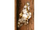 Biston panterinaria sychnospilas