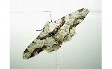 Biston regalis comitata