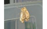Odontopera arida arida