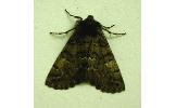 Pachyligia dolosa
