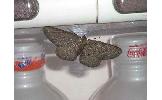 Protoboarmia Protoboarmia