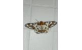 Biston panterinaria sychnospilas