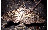 Biston robustus robustus