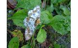 Biston panterinaria sychnospilas