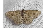 Ectropis Ectropis