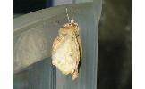 Odontopera arida arida