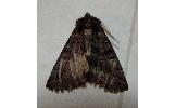Pachyligia dolosa