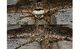 Biston robustus robustus