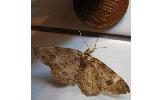 Ectropis Ectropis
