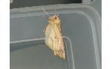Odontopera arida arida