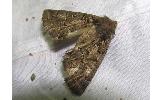 Pachyligia dolosa