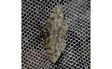 Protoboarmia Protoboarmia