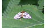 Abraxas sp.