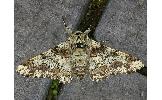Biston robustus robustus