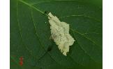 Macaria Macaria