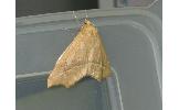 Odontopera arida arida