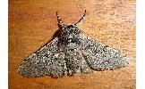 Biston robustus robustus