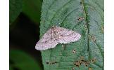 Ectropis Ectropis