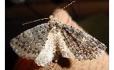 Pachyligia dolosa