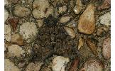 Pachyligia dolosa