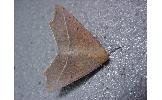 Odontopera arida arida