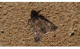 Pachyligia dolosa