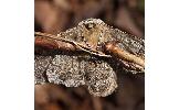 Biston robustus robustus